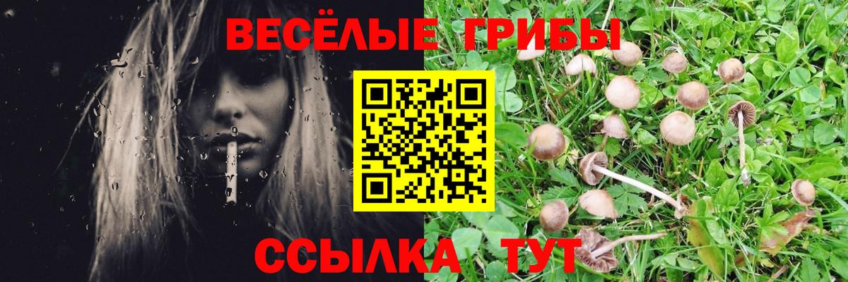 Дмитров  Псилоцибиновые грибы Psilocybe  Вход с VPN 